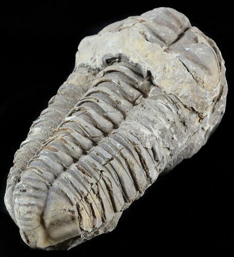 Calymene Trilobite From Morocco - Large Size #49669